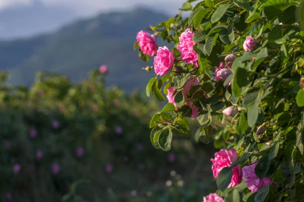 تصویر 2 از گل محمدی ویژه تهیه گلاب و روغن‌های خوشبو درمانی